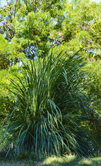 A tall green bamboo bush with long, pliable and thorny leaves. Tropical park. Europe. Mediterranean coast.