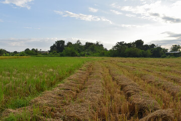 Fototapeta na wymiar Paddy or rice seeds' drying in the northern part of Thailand.