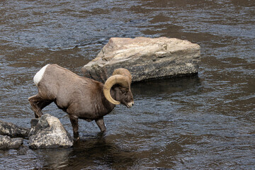 Waterton Bighorn