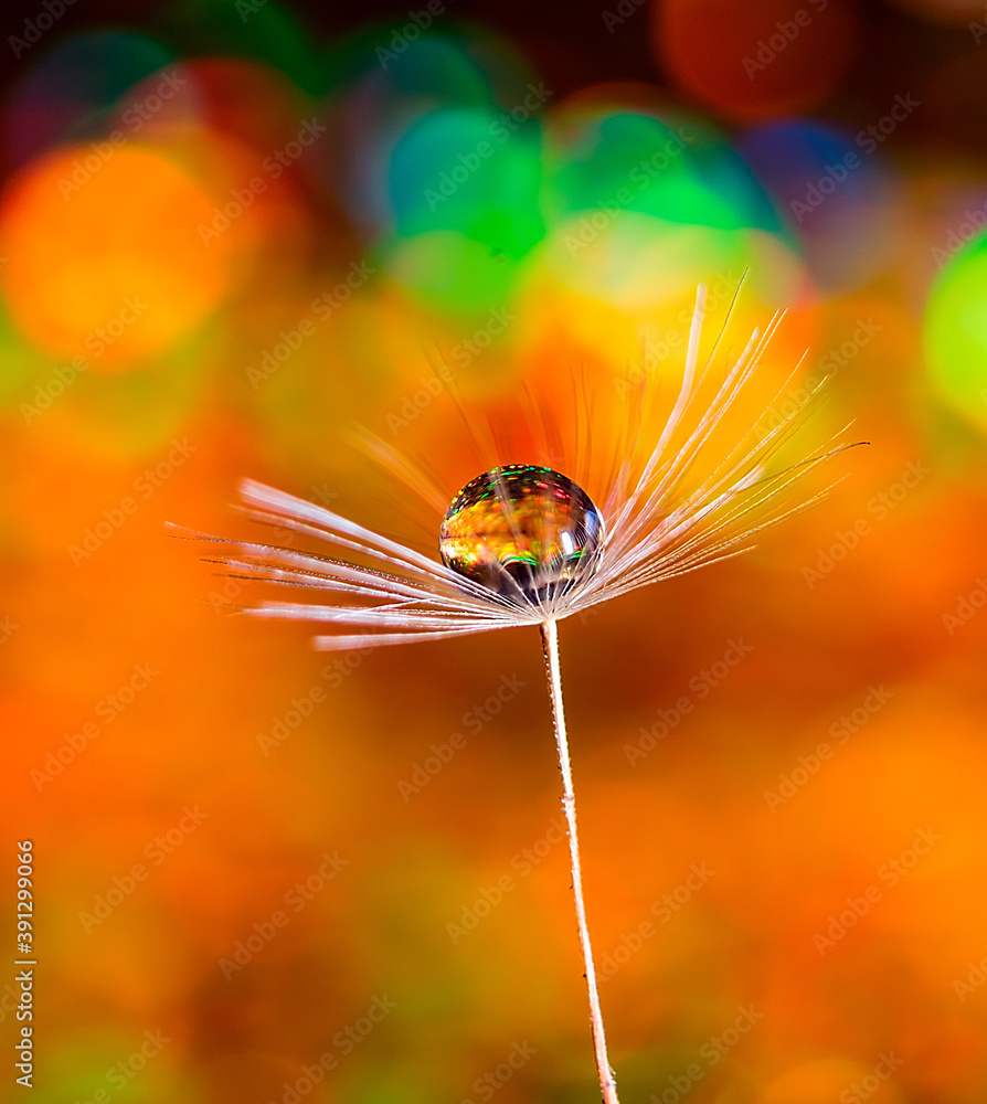 Poster a drop of water on a dandelion in a colored background