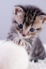 joli chaton tigré