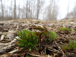 spring awakening, the first greens appeared
