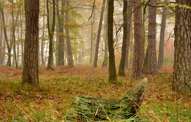 Jesienna mgła w lesie