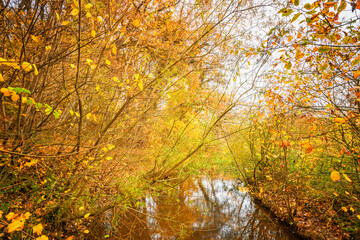 Fototapeta na wymiar Coloruful autumn nature theme with golden leaves
