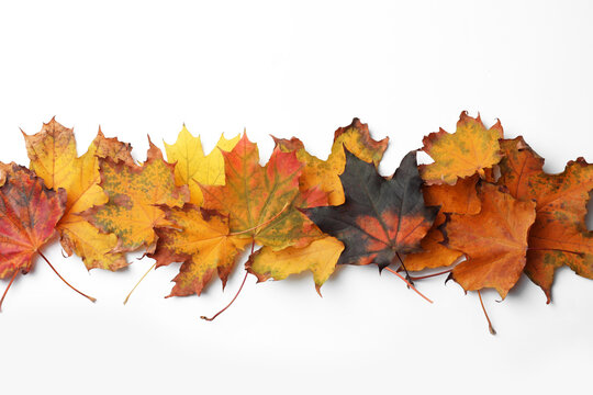 Dry leaves of maple tree on white background, top view. Autumn season