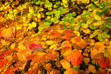 Multi coloured autumn tree leaves in golds, reds, greens and yellows