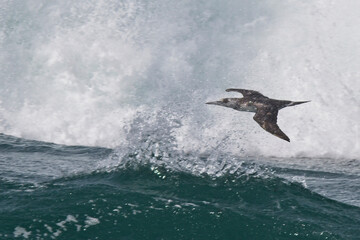 Northern Gannet, (Morus bassanus) a first year immature in flight against crashing waves, Pendeen, Cornwall, England, UK.