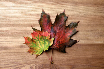 Obraz premium Dry autumn leaves of maple tree on wooden table, flat lay