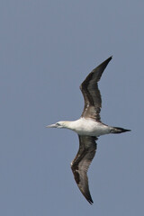 Northern Gannet, (Morus bassanus) immature in flight against blue sky, Pendeen, Cornwall, England, UK.