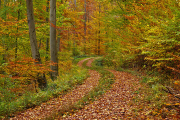 Herbstwaldweg