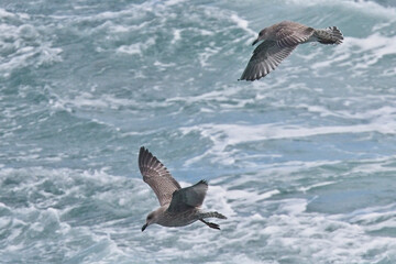 European Herring Gull (Larus argentatus), two juveniles flying over the sea, Pendeen, Cornwall, England, UK.
