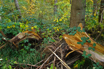 Altholz, Sturmholz, im Herbstwald