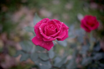 pink rose in garden