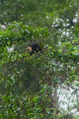 Obraz premium Costa Rica, Mawamba lodge, Tortuguero