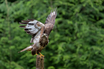 Common Buzzard (Buteo buteo) ready for flying awayin the forest of Noord Brabant in the Netherlands.  Green forest background