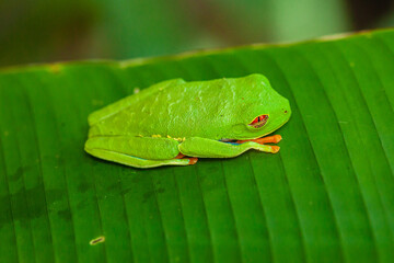 Frgs at Costa Rica, Mawamba lodge, Tortuguero