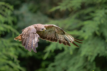 Common Buzzard (Buteo buteo) flying in the forest of Noord Brabant in the Netherlands.  Green forest background