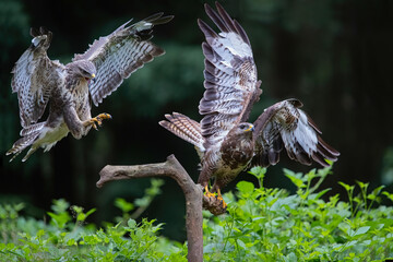 Common Buzzard (Buteo buteo) attacks another common buzzard in the forest of Noord Brabant in the...