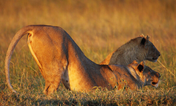 Selective Focus Shot Of Two Lioness In Nature