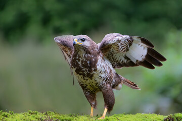 Common Buzzard (Buteo buteo) ready for flying away in the forest of Noord Brabant in the Netherlands.  Green forest background