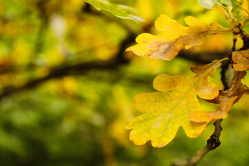 Closeup view of branch with leaves on autumn day