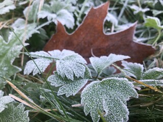 frost covered leaves clover green