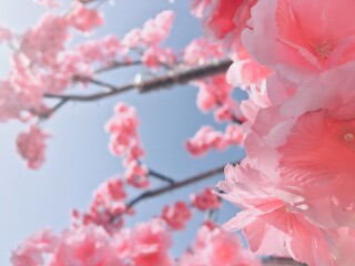 pink, flower, nature, flowers, floral, blossom, rose, white, bloom, isolated, beauty, carnation,...