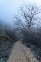 Paisaje con niebla en el bosque con camino y árboles en silueta en invierno. Hoces río duratón...