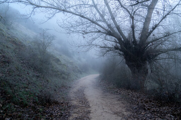Paisaje con niebla en el bosque con camino y árboles en invierno. Hoces río duratón Sepulveda.