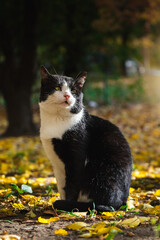 Obraz premium The cat sits beautifully in the autumn forest photo beautiful landscape