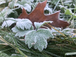 frost covered leaves clover green