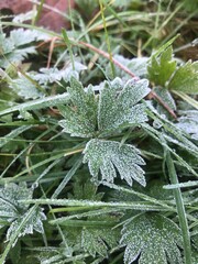 frost covered leaves clover green