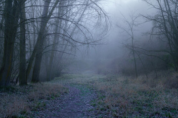 Obraz premium Paisaje con niebla en el bosque con camino y árboles en silueta en invierno. Hoces río duratón Sepulveda.