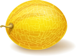Whole sweet ripe melon. Vector realistic illustration isolated