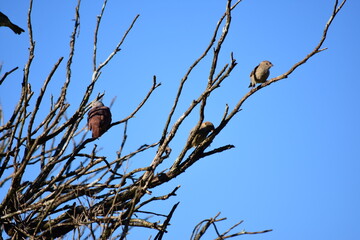bird on a branch