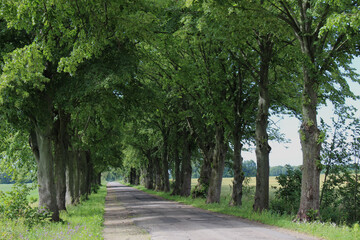 Fototapeta premium path in the park
