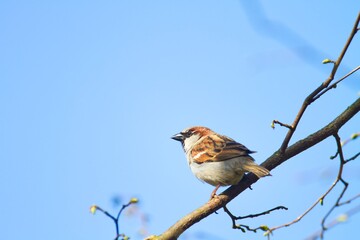 Ein Haussperling sitzt auf einem Ast vor blauem Himmel bei Sonnenschein, Passer domesticus