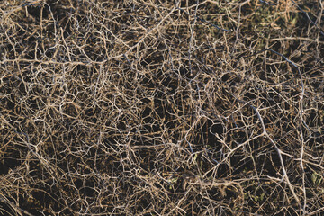 Closeup leafless barren thorny bush with tangled branches, dry dead plant with thorns on branches in Ayia Napa coast in Cyprus, selective focus