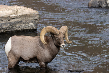 Waterton Bighorn