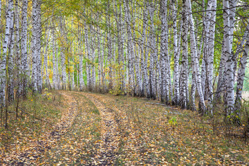 A path in an autumn forest surrounded by white-trunk birches.