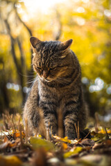 Autumn tabby cat beautiful vertical photo on the desktop