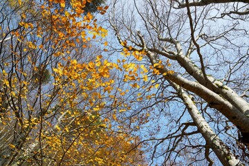 Autumn in the Pyrenees