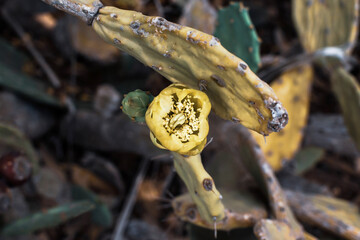Prickly Pear Cactus with Yellow Flower in Ayia Napa coast in Cyprus. Opuntia, ficus-indica, Indian fig opuntia, barbary fig, blooming cactus pear