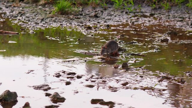 Public health issue, brown rat family live at city ditch. Rodent sniff around and find piece of food (soaked white bread) at dirty water, pick it up and carry away