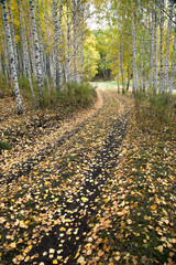 A path in an autumn forest surrounded by white-trunk birches.