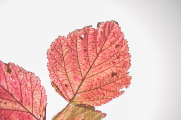 Autumn red leaves  in autumn park. Fall background with leaves.