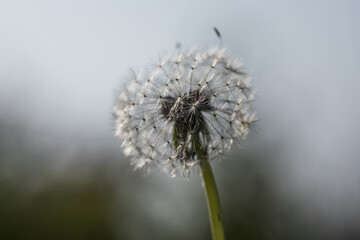 White fluffy dandelion on a blurry background.