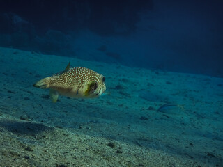 white spotted puffer fish flows over sandy sea bottom