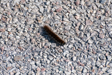 Cream spot Tiger moth caterpillar on Road