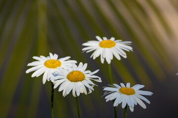 Obraz premium Four daisies in a garden